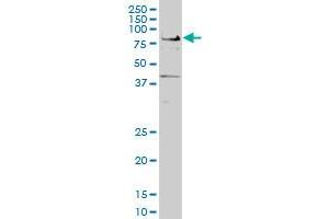 TCF7L2 monoclonal antibody (M04), clone 1A9 Western Blot analysis of TCF7L2 expression in Hela S3 NE . (TCF7L2 antibody  (AA 1-455))