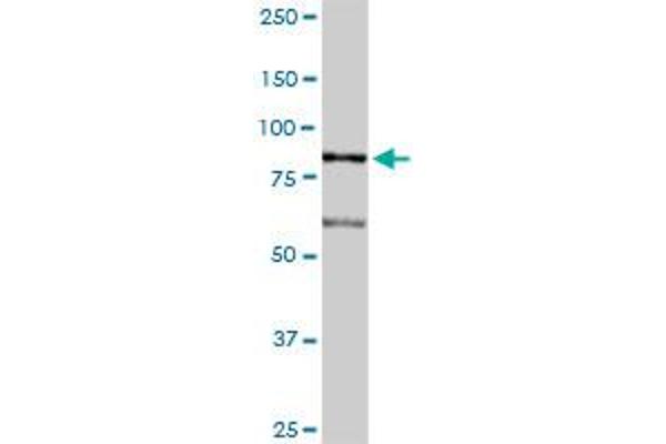 LETM1 antibody  (AA 1-739)