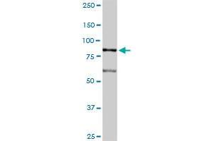 LETM1 antibody  (AA 1-739)