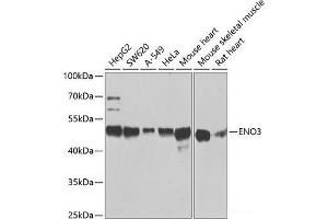 Western blot analysis of extracts of various cell lines using ENO3 Polyclonal Antibody at dilution of 1:1000. (ENO3 antibody)