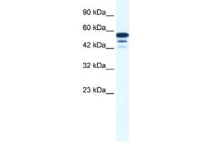 Western Blotting (WB) image for anti-Zinc Finger Protein 230 (ZNF230) antibody (ABIN2461216)