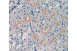 IHC-P analysis of Mouse Tissue, with DAB staining. (VCAM1 antibody  (AA 511-682))