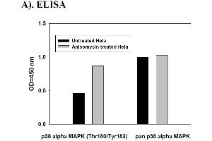 Image no. 2 for Mitogen-Activated Protein Kinase 14 (MAPK14) ELISA Kit (ABIN625242) (MAPK14 ELISA Kit)