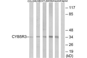 Western blot analysis of extracts from COLO cells, HUVEC cells, HT-29 cells, K562 cells and HepG2 cells, using CYB5R3 antibody. (CYB5R3 antibody  (Internal Region))