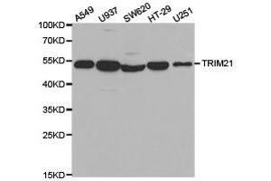 Western Blotting (WB) image for anti-Tripartite Motif Containing 21 (TRIM21) antibody (ABIN1875204) (TRIM21 antibody)