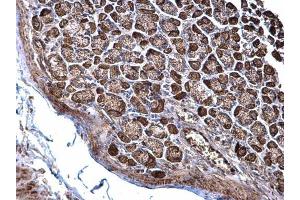IHC-P Image NDUFS3 antibody detects NDUFS3 protein at cytosol on mouse stomach by immunohistochemical analysis. (NDUFS3 antibody  (Center))