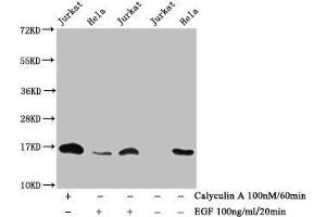 Western Blot Detected samples: Jurkat whole cell lysate, Hela whole cell lysate, Untreated (-) or treated (+) with Calyculin A and EGF All lanes: HIST1H3A antibody at 1:1000 Secondary Goat polyclonal to rabbit IgG at 1/40000 dilution Predicted band size: 16 kDa Observed band size: 16 kDa (HIST1H3A antibody  (pThr3))