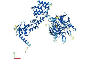 AlphaFold protein structure predicition of Human Recombinant KBTBD12 Protein, UniprotID Q3ZCT8