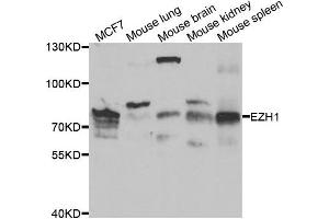 Western blot analysis of extracts of various cell lines, using EZH1 antibody.