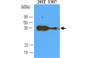Western blot analysis cell lysates of 293T and U937 (40 ug) were resolved by SDS - PAGE , transferred to NC membrane and probed with PDCD1 monoclonal antibody , clone 4F12 (1 : 500) . (PD-1 antibody  (AA 21-167))