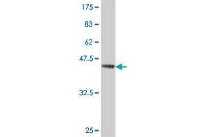 Western Blot detection against Immunogen (46. (RAP2A antibody  (AA 1-183))