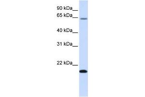 Western Blotting (WB) image for anti-Family with Sequence Similarity 19 (Chemokine (C-C Motif)-Like), Member A3 (FAM19A3) (Middle Region) antibody (ABIN2781888)