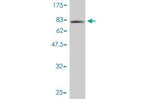 Western Blot detection against Immunogen (75. (GABPB2 antibody  (AA 1-448))