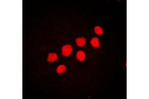Immunofluorescent analysis of CUX1 staining in NIH3T3 cells. (CUX1 antibody  (N-Term))