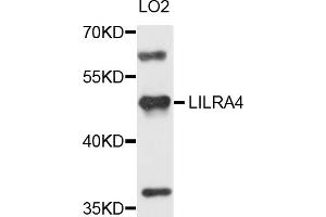 Western blot analysis of extracts of LO2 cells, using LILRA4 antibody (ABIN1875503) at 1:1000 dilution.