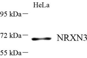 Western blot analysis of NRXN3 (ABIN7074807) at dilution of 1: 500 (Neurexin 3 antibody)