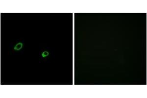 Immunofluorescence analysis of MCF7 cells, using OR10AG1 Antibody. (OR10AG1 antibody  (AA 231-280))