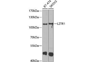 Western blot analysis of extracts of various cell lines, using LZTR1 antibody (ABIN6130529, ABIN6143415, ABIN6143416 and ABIN6223199) at 1:1000 dilution. (LZTR1 antibody  (AA 300-545))