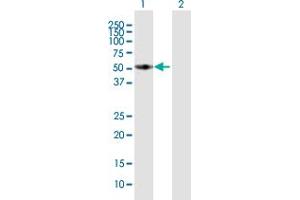 FMO3 antibody  (AA 1-532)