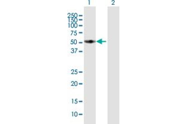 FMO3 antibody  (AA 1-532)