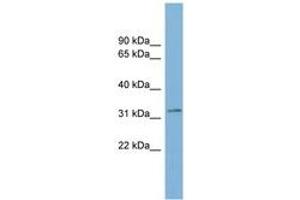 Image no. 1 for anti-Transmembrane Protein 163 (TMEM163) (AA 143-192) antibody (ABIN6742039) (TMEM163 antibody  (AA 143-192))