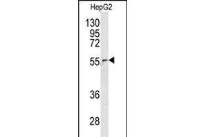 Western blot analysis of NUP62 antibody (C-term ) (ABIN391711 and ABIN2841603) in HepG2 cell line lysates (35 μg/lane). (NUP62 antibody  (C-Term))