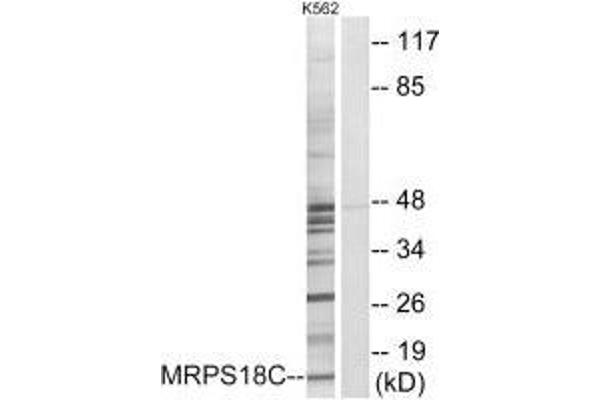 MRPS18C antibody