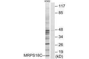 Western blot analysis of extracts from K562 cells, using MRPS18C antibody. (MRPS18C antibody)