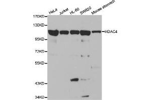 Western blot analysis of extracts of various cell lines, using HDAC4 antibody (ABIN5970069) at 1/1000 dilution. (HDAC4 antibody)