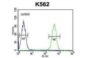 Flow cytometric analysis of K562 cells using HDAC2 Antibody (Center) Cat. (HDAC2 antibody  (Middle Region))