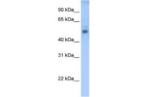 STEAP3 antibody used at 0. (STEAP3 antibody  (C-Term))