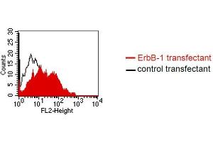 FACS analysis of BOSC23 cells using DP-4A1. (EGFR antibody)