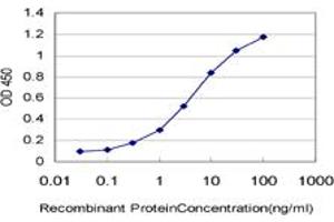 Detection limit for recombinant GST tagged MYBL2 is approximately 0. (MYBL2 antibody  (AA 601-700))