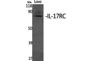 Western Blotting (WB) image for anti-Interleukin 17 Receptor C (IL17RC) antibody (ABIN5957059) (IL17RC antibody)