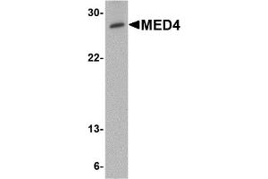 Western Blotting (WB) image for anti-Mediator Complex Subunit 4 (MED4) (C-Term) antibody (ABIN1030514) (MED4 antibody  (C-Term))