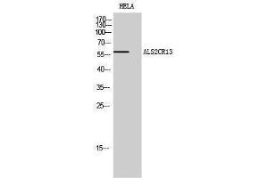 Western Blotting (WB) image for anti-Family with Sequence Similarity 117, Member B (FAM117B) (C-Term) antibody (ABIN3173764) (FAM117B antibody  (C-Term))