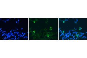 Immunohistochemistry (IHC) image for anti-Carbonic Anhydrase IV (CA4) (C-Term) antibody (ABIN310146) (CA4 antibody  (C-Term))