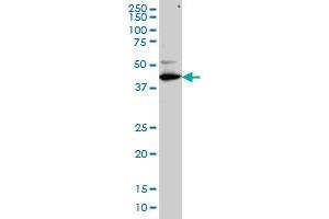 TFDP3 monoclonal antibody (M01), clone 1F11 Western Blot analysis of TFDP3 expression in IMR-32 . (TFDP3 antibody  (AA 1-100))