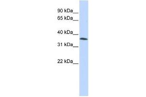 C8orf70 antibody used at 2.