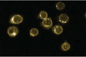Immunofluoresence staining of Jurkat cells (Human T-cell leukemia, ATCC TIB-152).