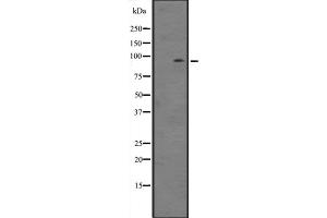 Western blot analysis of ZBTB33 expression in NIH3T3 whole cell lysate ;,The lane on the left is treated with the antigen-specific peptide. (ZBTB33 antibody  (N-Term))