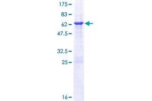 BCL7A Protein (AA 1-210) (GST tag)