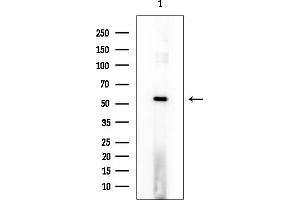 anti-PWWP Domain Containing 2B (PWWP2B) (Internal Region) antibody