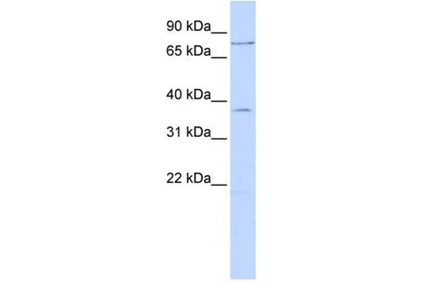 ZNF264 Antikörper  (N-Term)