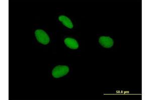 Immunofluorescence of purified MaxPab antibody to TCEA3 on HepG2 cell. (TCEA3 antibody  (AA 1-348))