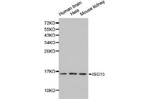 Western blot analysis of extracts of various cell lines, using ISG15 antibody. (ISG15 antibody  (AA 1-165))