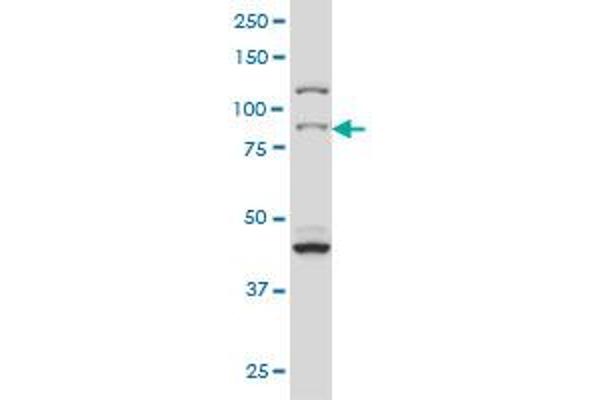 RPS6KA2 antibody  (AA 631-733)