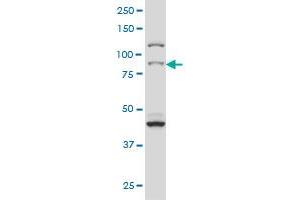 RPS6KA2 monoclonal antibody (M01), clone 1F6 Western Blot analysis of RPS6KA2 expression in Hela S3 NE . (RPS6KA2 antibody  (AA 631-733))