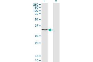 HOXB9 antibody  (AA 65-163)