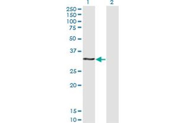 HOXB9 antibody  (AA 65-163)